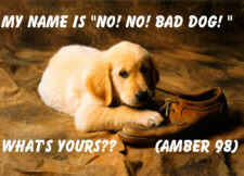 My Name is Nonobaddog!