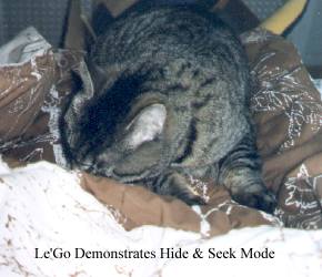 Hide And Seek
