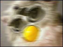 Wild Furby