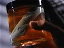 Fluke-in-a-Jar - The Host