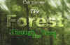 forest.jpg (237974 bytes)