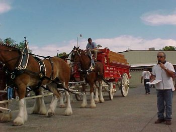 Horses