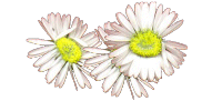 Daisies