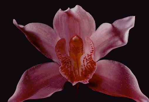 Orchid