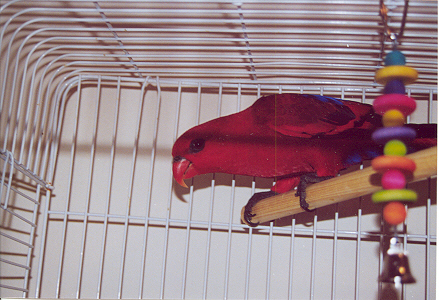 what a lovely shade of red!