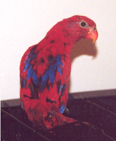 Red Lory with PBFD