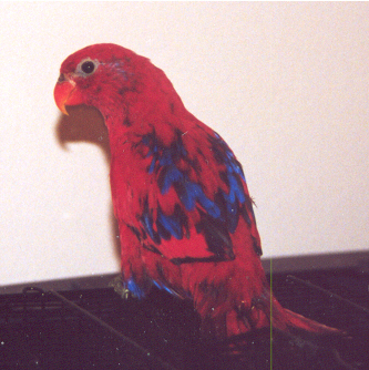 Red Lory with PBFD