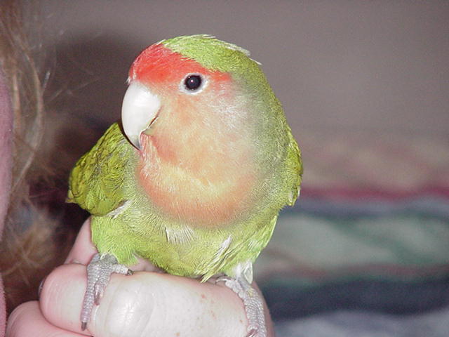 Sweetpea, after he survived PBFD