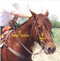 Stolen Horse