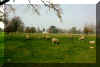 Sheep.JPG (86852 bytes)