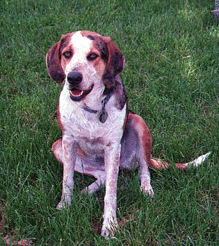 Cutest Hound in The West!