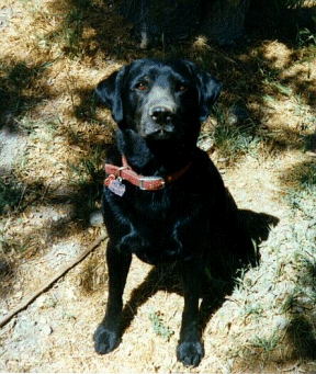 Fastest Fetcher in the West (Black Labrador)