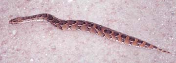 puffadder.jpg (14024 bytes)