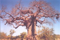 baobab.jpg (18204 bytes)