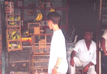 birdmrkt.jpg (22184 bytes)
