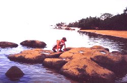 tidepol.jpg (12407 bytes)