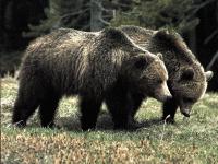 2 Grizzlies
