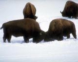 Bison Confrontation