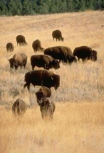 Bison in Fall