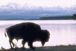 Bison by Lake