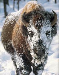 Bison in Snow