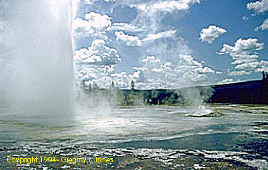 Daisy Geyser