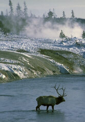 Bull Elk in the Geyser Basin