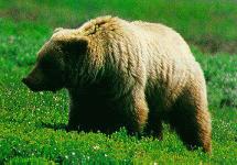 Grizzly Bear
