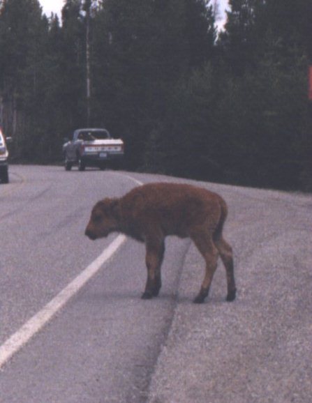 Bison on road