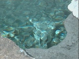 Bison Skull in Blue Star Spring