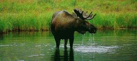 Moose