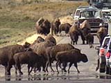 Bison on road