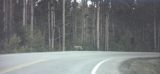 Coyote on road