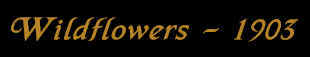 wpeB9.jpg (3093 bytes)