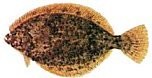 WINTER FLOUNDER