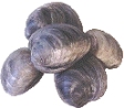 HARD CLAMS