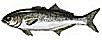 SNAPPER & BLUEFISH