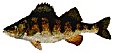 YELLOW PERCH