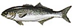 BLUEFISH & SNAPPER-BLUEFISH