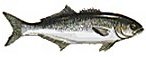 BLUEFISH