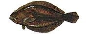 SUMMER FLUKE