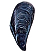 BLUE MUSSEL