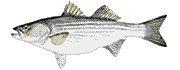 STRIPED BASS
