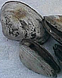 SURF CLAM