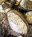 SOFT SHELLED CLAM