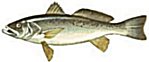 WEAKFISH