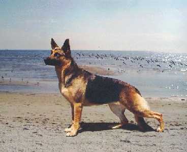 Shasta on the Beach