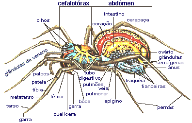 morfologia.gif (17145 bytes)