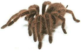 tara4.gif (11060 bytes)
