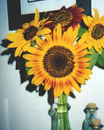 Sunflowers